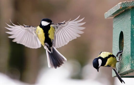 Синички у кормушки
