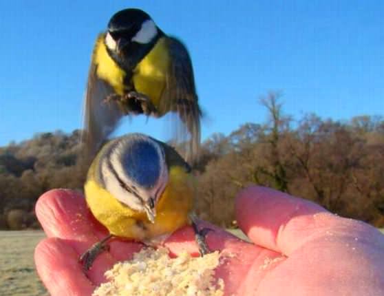 Человек кормит синиц с руки хлебом