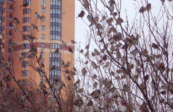  в народе воробьев называют "домушками