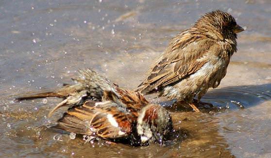 Воробьи купаются в воде