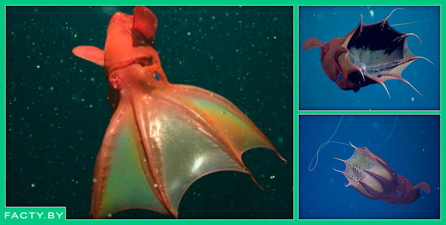 Глубоководный вампирский кальмар (Vampyroteuthis infernalis), или адский вампир, — это небольшой головоногий моллюск, единственный представитель своего монотипического отряда Vampyromorphida.