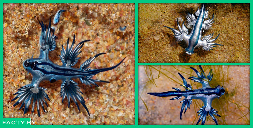 Голубой дракон (Glaucus atlanticus) — морское чудо, которое выглядит как инопланетянин