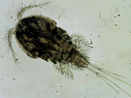 Копеподы - веслоногие рачки («Copepoda»)