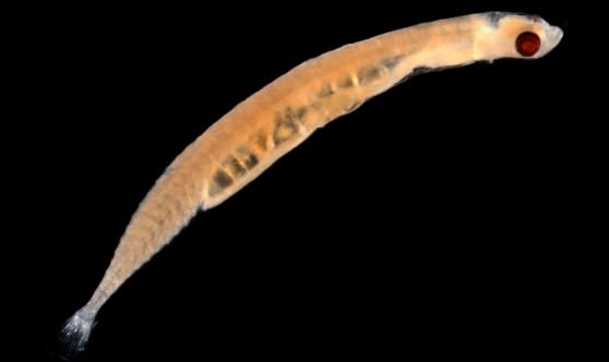 Рыбки шиндлерия «Schindleria brevipinguis»