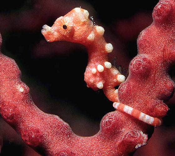 Морские коньки «Hippocampus denise»