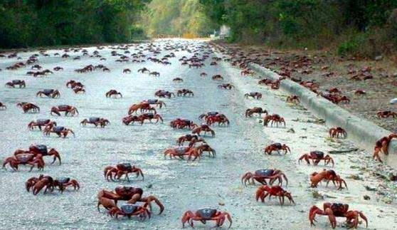 Много крабов идет по улице