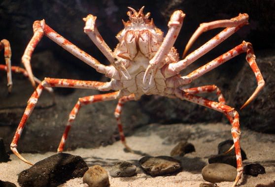 Гигантский краб-паук