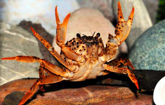 Краб защищается клешнями