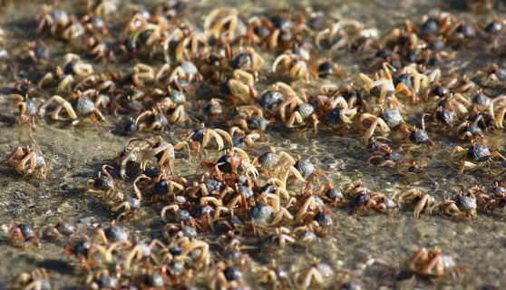 Крабы атакуют остров Рождество