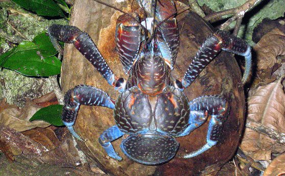 Крабовое мясо деликатес