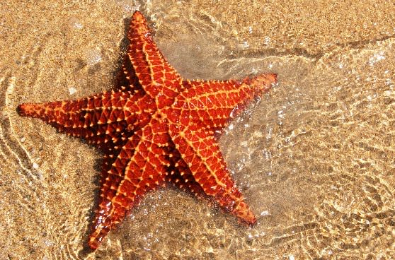Морская звезда на дне моря
