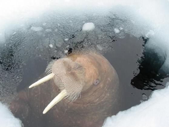 Морж самец