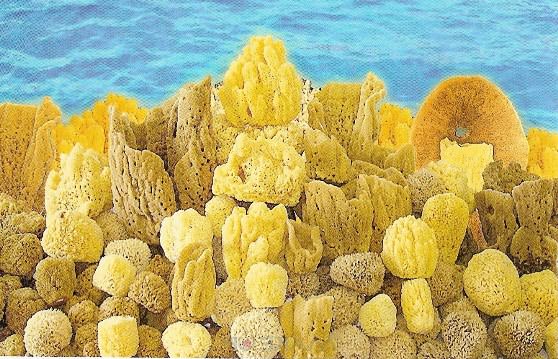 Морская губка используется в медицине 