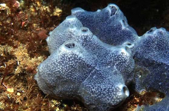 Морские губки очищают водоем 