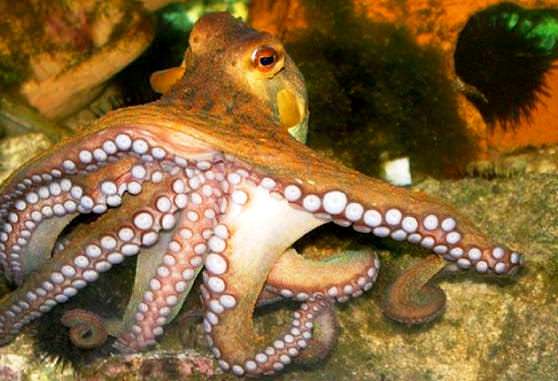 Осьминог с тремя сердцами