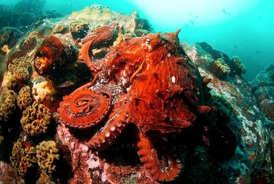 Глухой осьминог