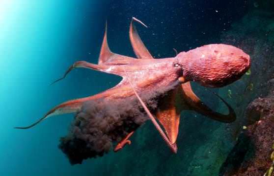 Гениталии осьминога прямо на голове