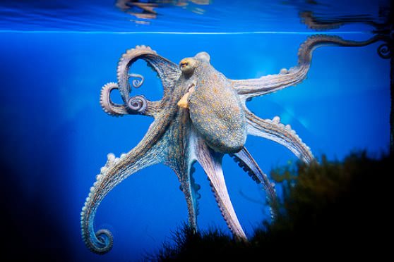 Белый испуганный осьминог