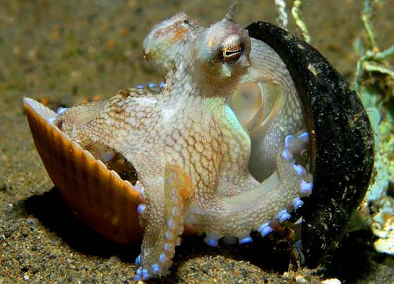 Осьминог в жилище