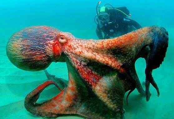 умные осьминоги