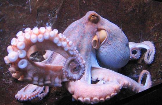 Осьминог с большими глазами