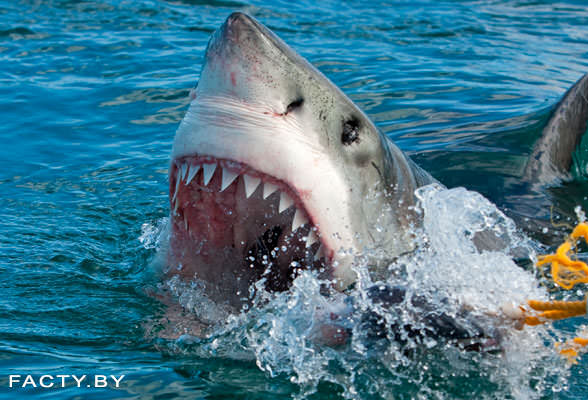 Фото большой белой акулы