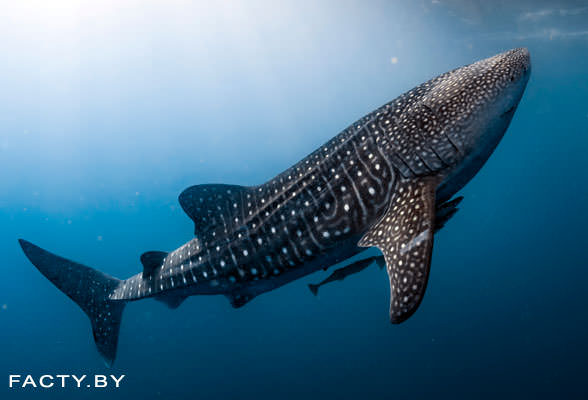 Фото китовой акулы