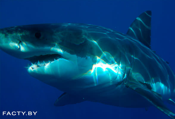 Большая белая акула