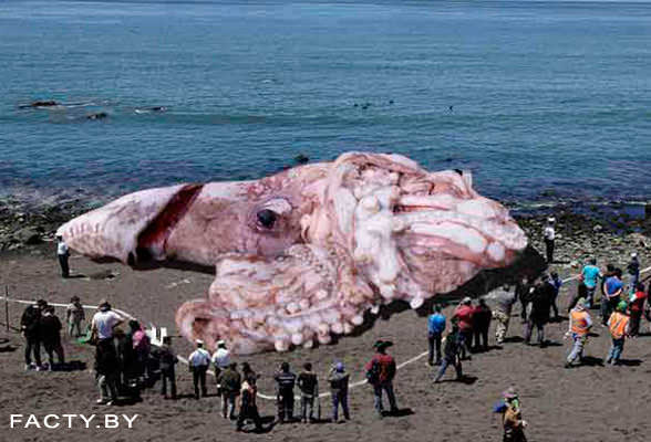 Чудовище из морских глубин - спрут