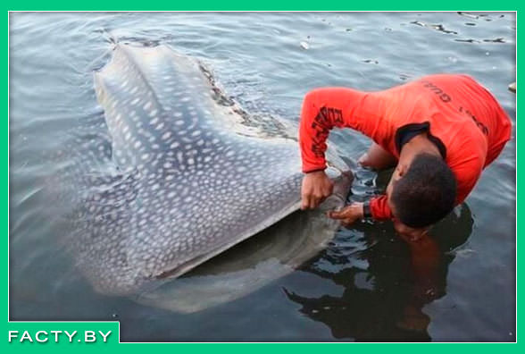 Рыба огромных размеров Китовая акула (Rhincodon typus)