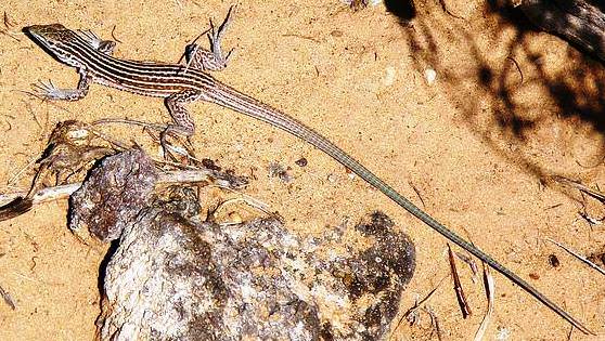 ящерица  Cnemidophorus neomexicanus